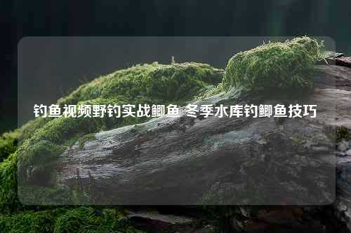 钓鱼视频野钓实战鲫鱼 冬季水库钓鲫鱼技巧