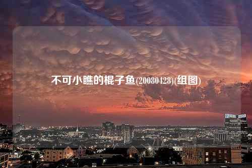 不可小瞧的棍子鱼(20080428)(组图)