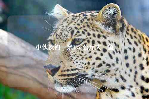 小伙夜钓一条1355公斤大鮰鱼