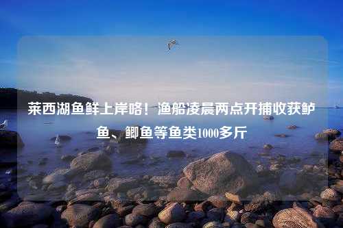 莱西湖鱼鲜上岸咯！渔船凌晨两点开捕收获鲈鱼、鲫鱼等鱼类1000多斤