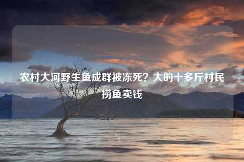 农村大河野生鱼成群被冻死？大的十多斤村民捞鱼卖钱