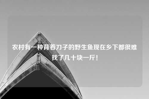 农村有一种背着刀子的野生鱼现在乡下都很难找了几十块一斤！