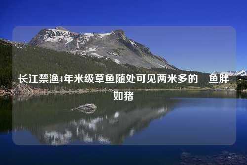 长江禁渔4年米级草鱼随处可见两米多的鱤鱼胖如猪